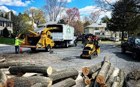 Best Tree Trimming and Pruning  in Little Falls, NY