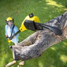 Best Organic Lawn Care Solutions  in Little Falls, NY