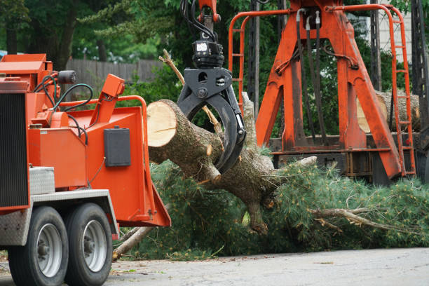 How Our Tree Care Process Works  in  Little Falls, NY