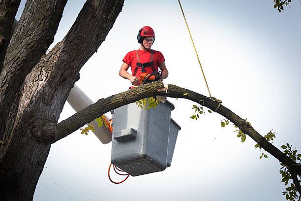 Leaf Removal in Little Falls, NY