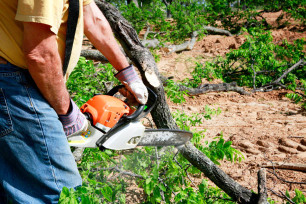 Best Weed Control  in Little Falls, NY